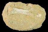 Cretaceous Fossil Long Bone In Rock - Morocco #133850-1